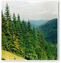 Карпаты
